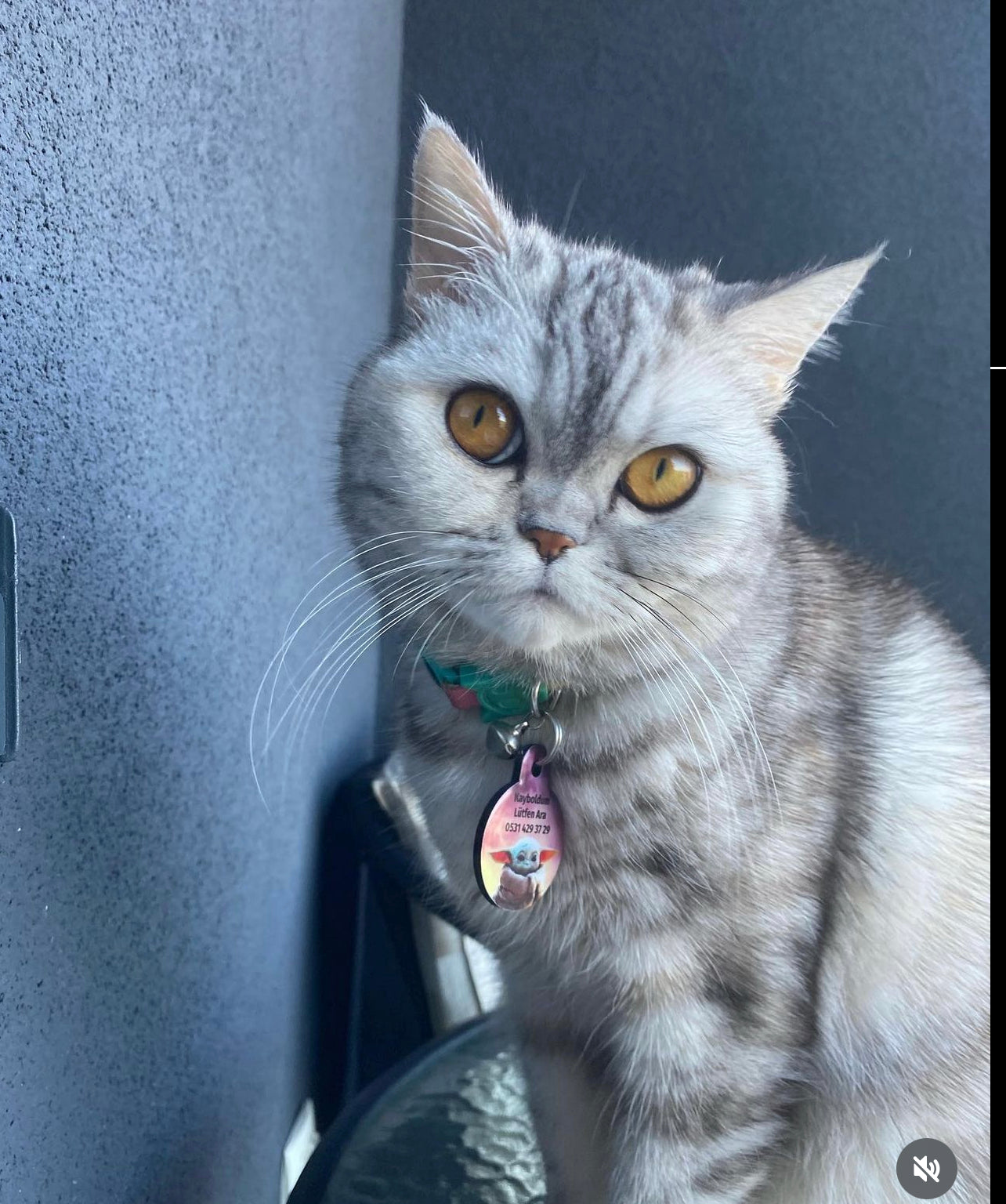 Baby Yoda | Kedi Köpek İsimlik