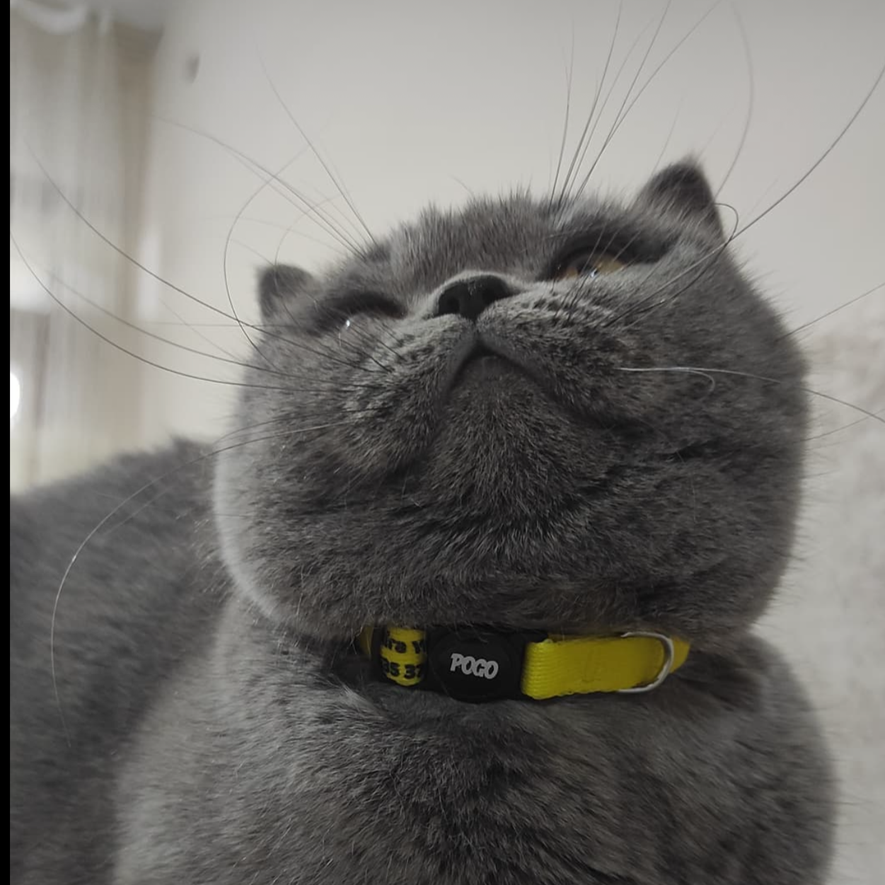 Yellow | Cat Collar