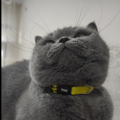 Yellow | Cat Collar