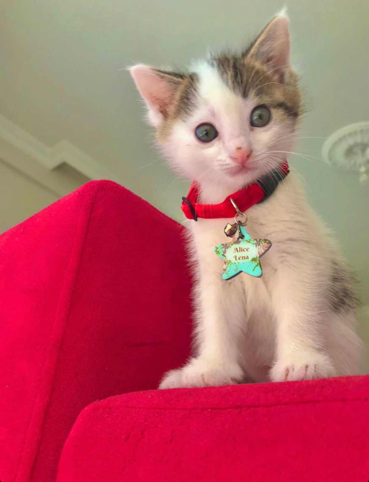 Gül Desenli Yıldız