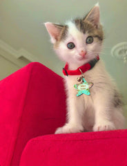 Gül Desenli Yıldız