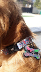Flake  | Dog Collar