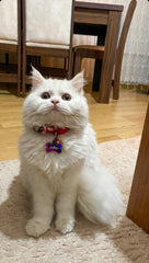 Nebula Kemik | Kedi Köpek İsimlik