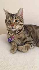 Mor Uzay Desenli Pati