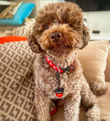 Fcuk M | Dog Collar