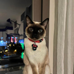 PolkaPop | Cat Collar