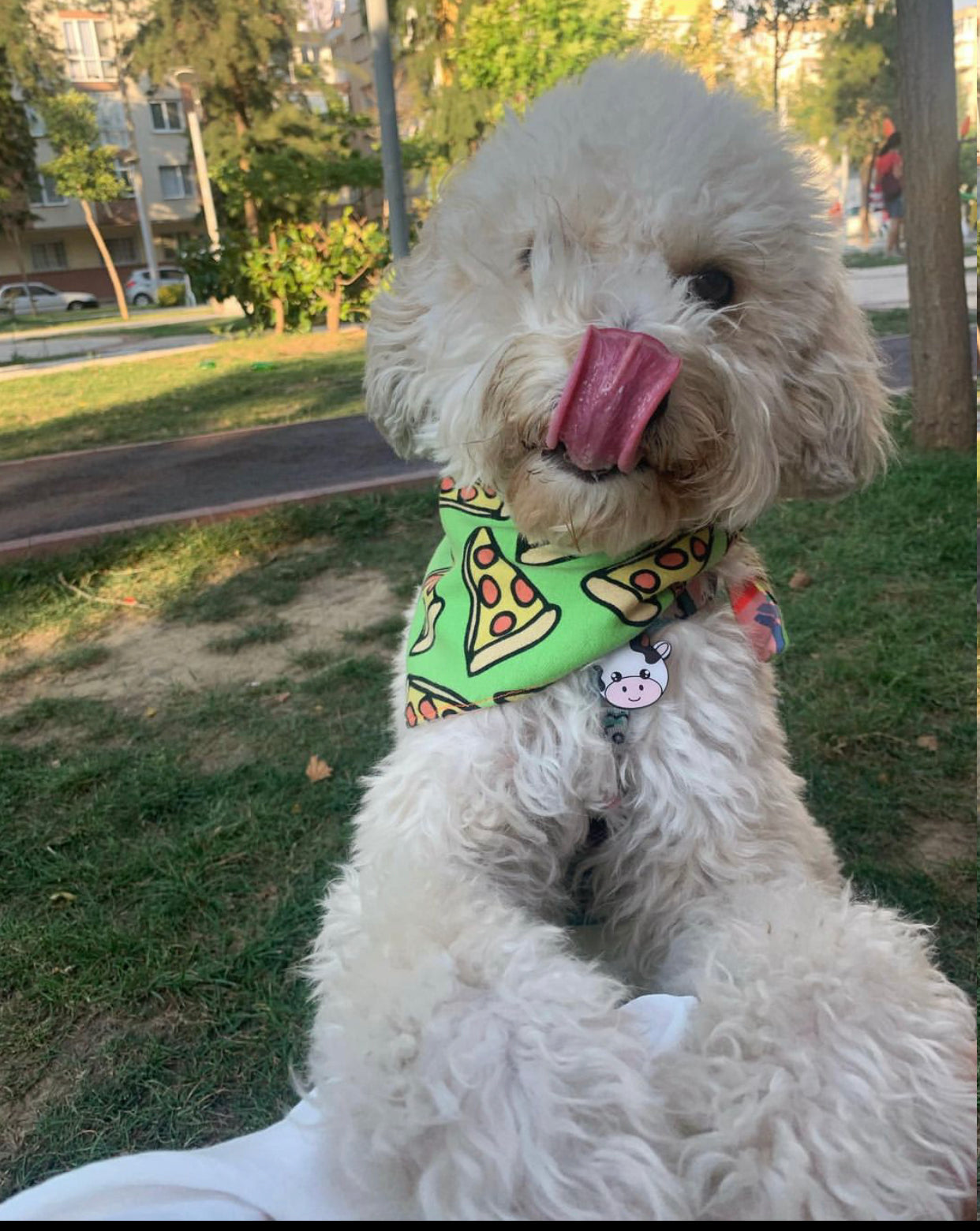 Cowify | Kedi ve Köpek İsimlik