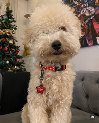 Twinkle | Dog Collar