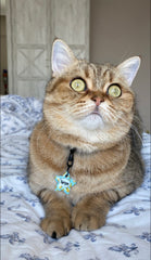 Ananas Desenli Yıldız | Kedi Köpek İsimlik