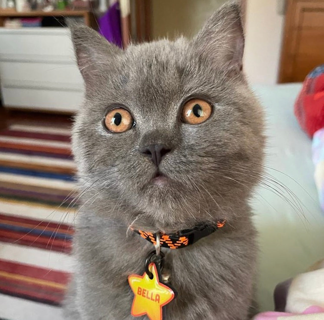 Capella | Kedi Köpek İsimlik