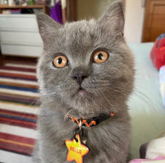 Capella | Kedi Köpek İsimlik