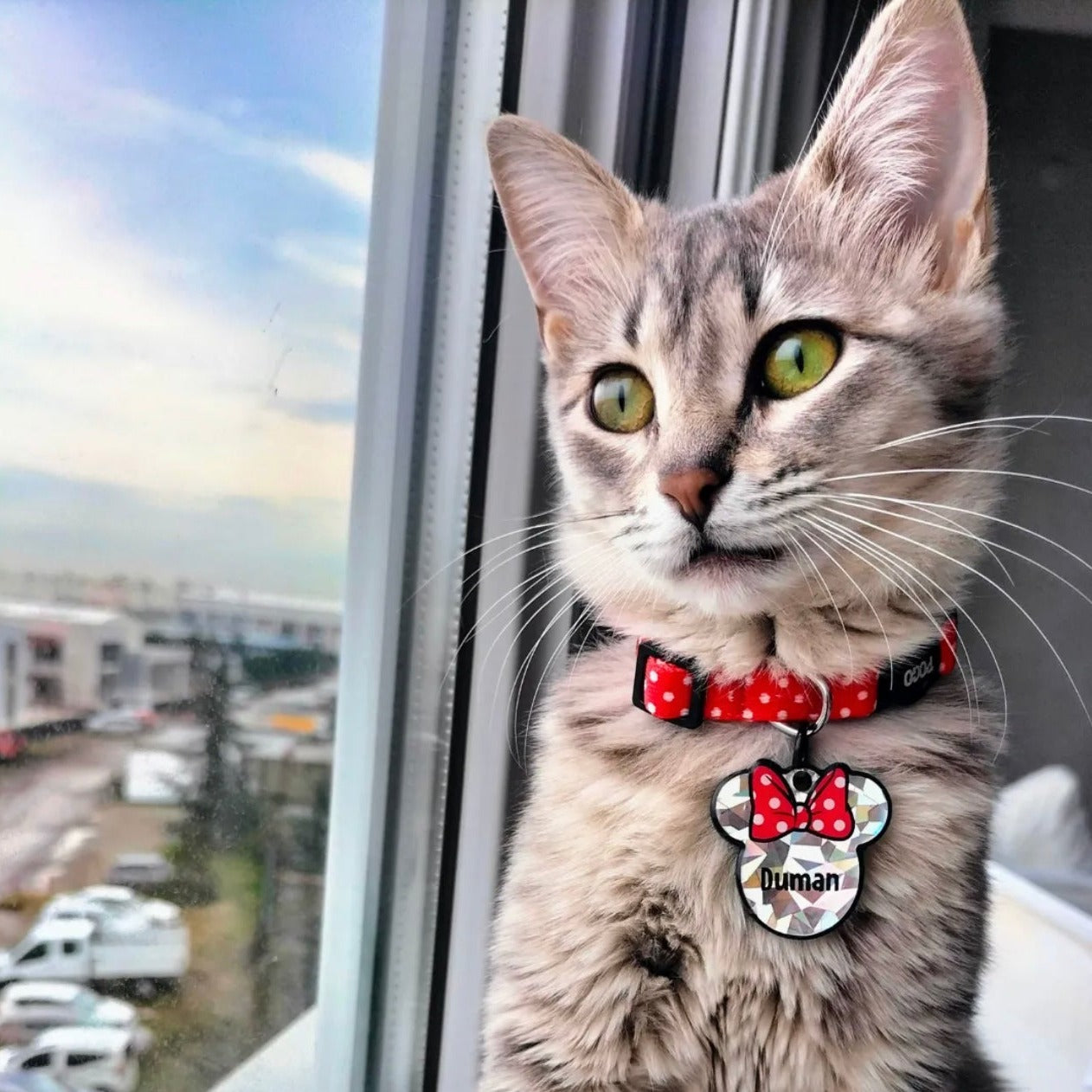 PolkaPop | Cat Collar