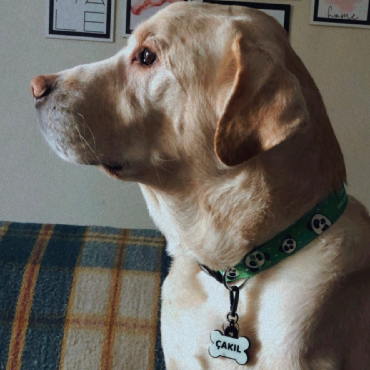 Lumi Kemik Fosforlu | İsimlik