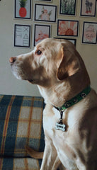 Panda | Dog Collar