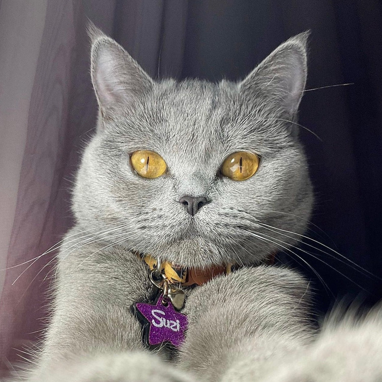 Mor Glitter Yıldız | İsimlik