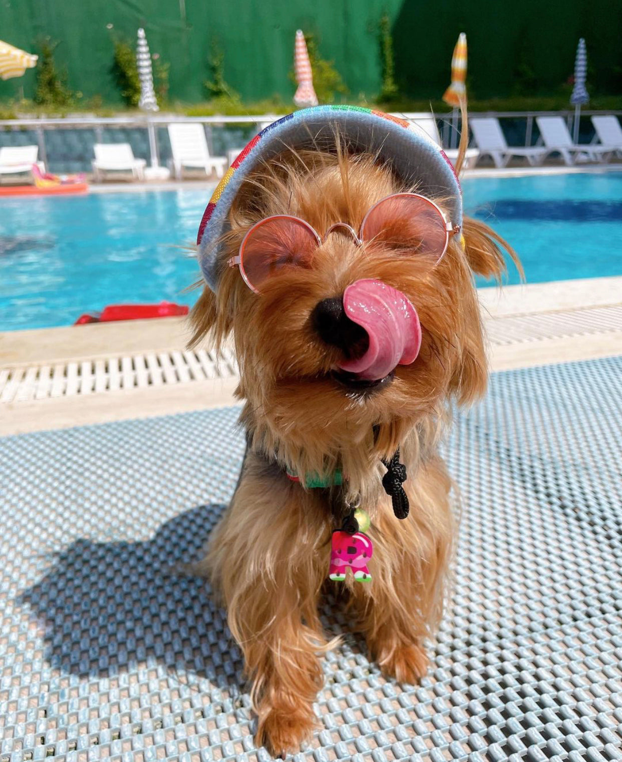 Karpuz Harf Künyeler | Kedi Köpek İsimlik