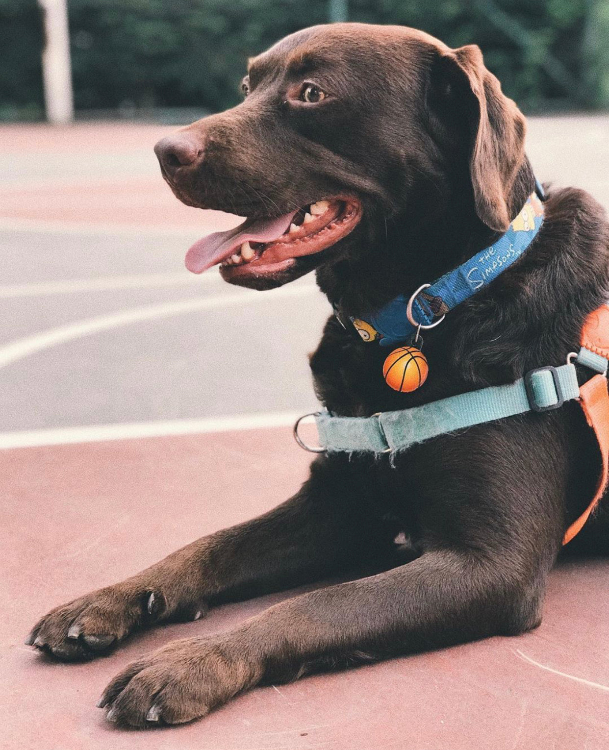 Basketbol Topu | Kedi Köpek İsimlik