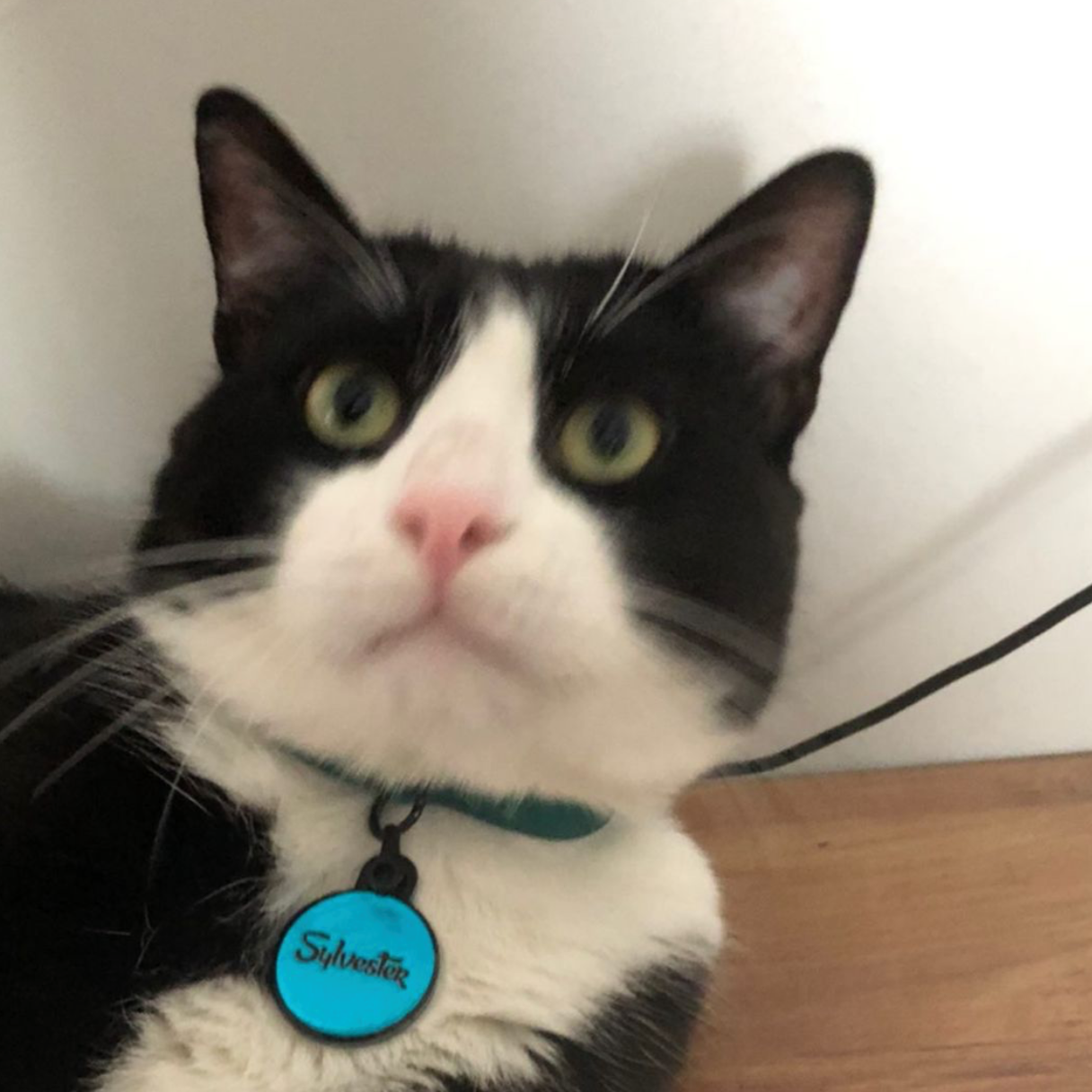 Mavi Metalik Yuvarlak | İsimlik