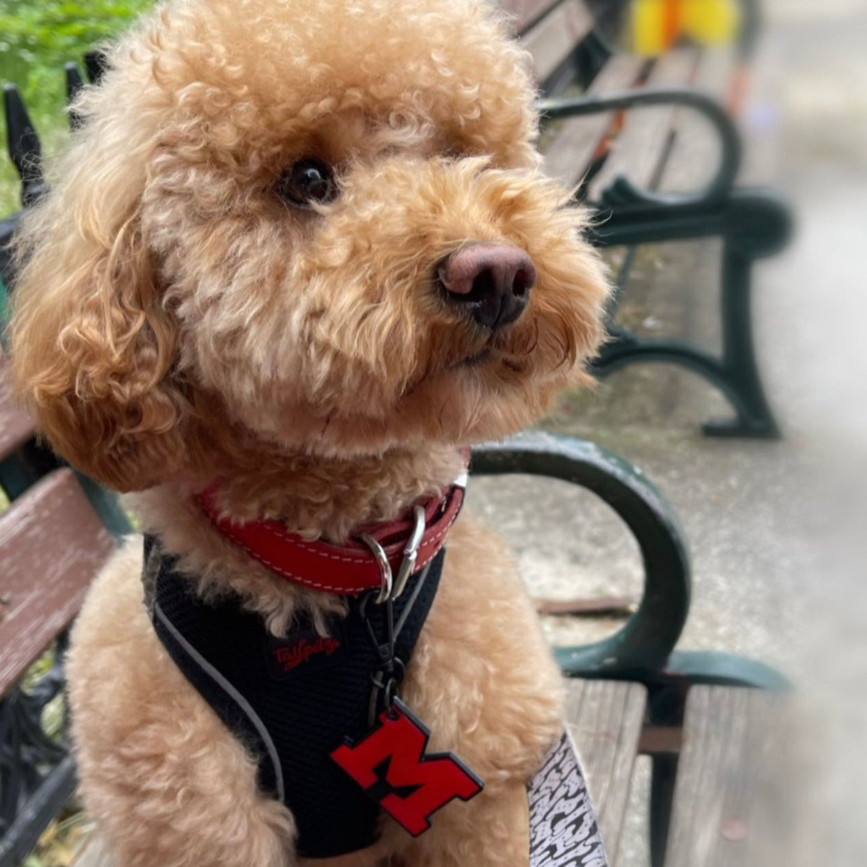 Kırmızı Neon Harf Künyeler | Tüm Harfler