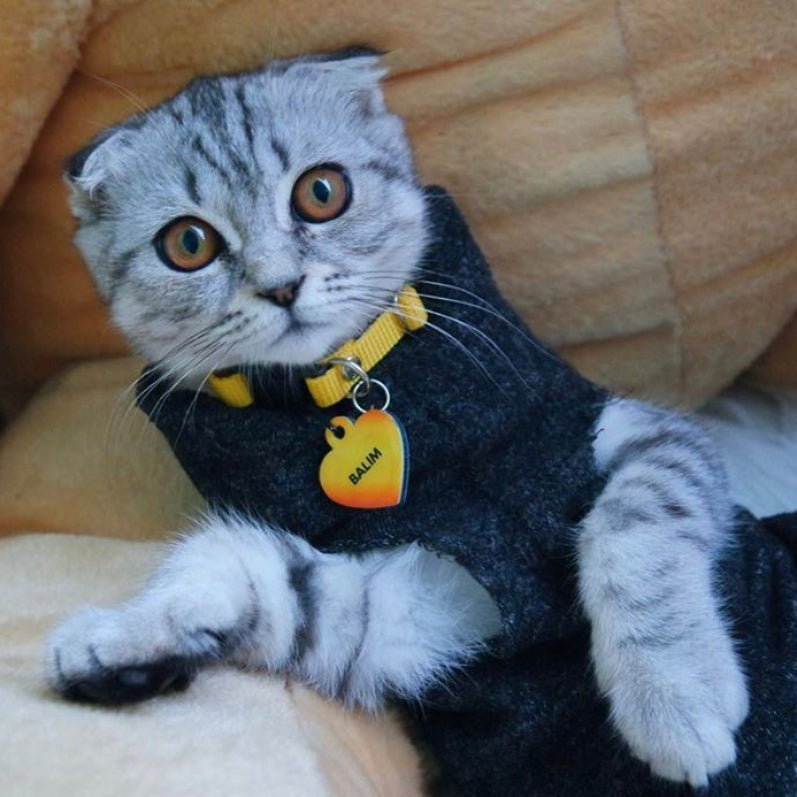 Altın Desenli 2 Kalp | Kedi Köpek İsimlik