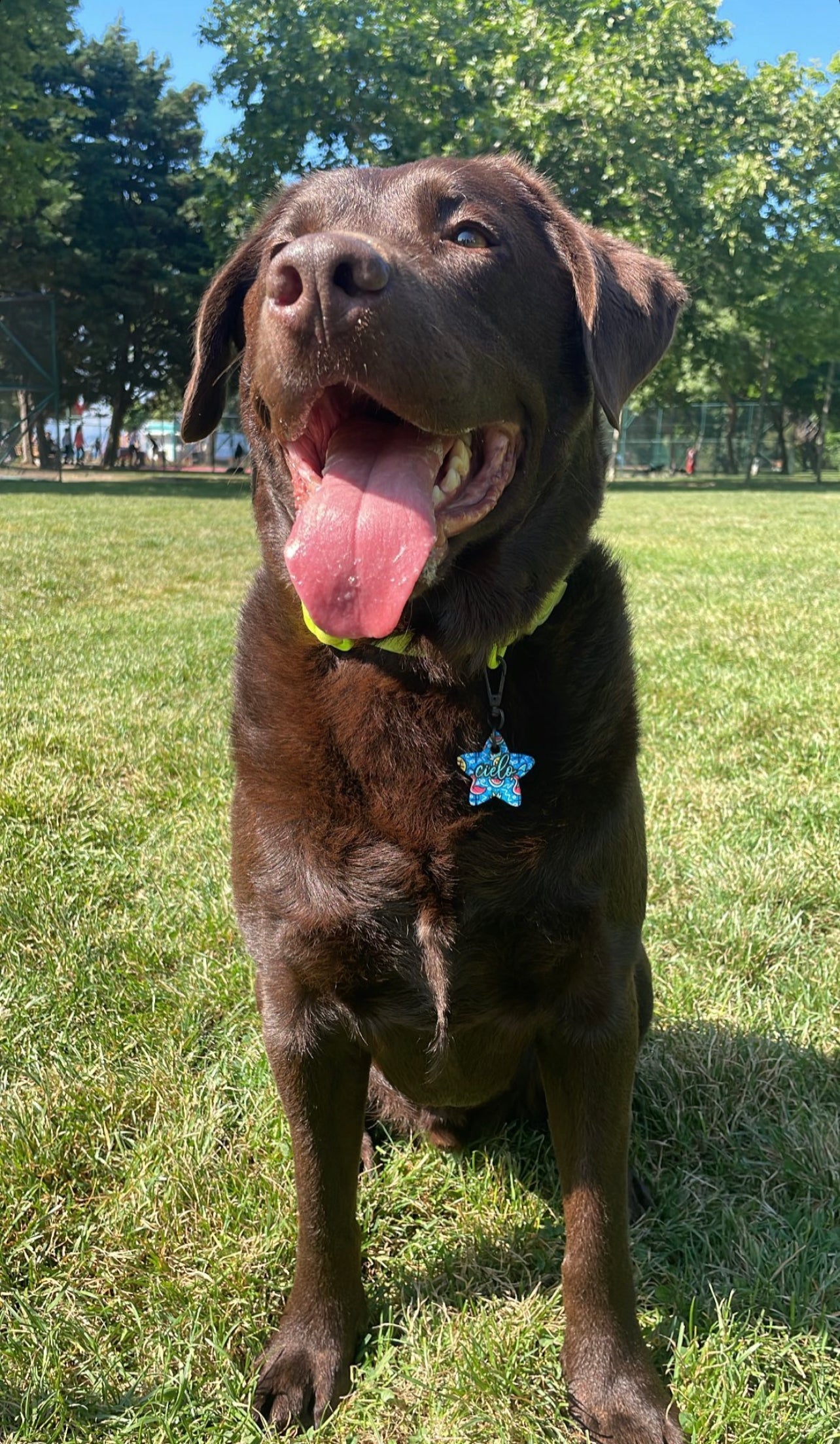 Flamingo Doodle Yıldız | Kedi Köpek İsimlik