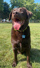 Flamingo Doodle Yıldız | Kedi Köpek İsimlik