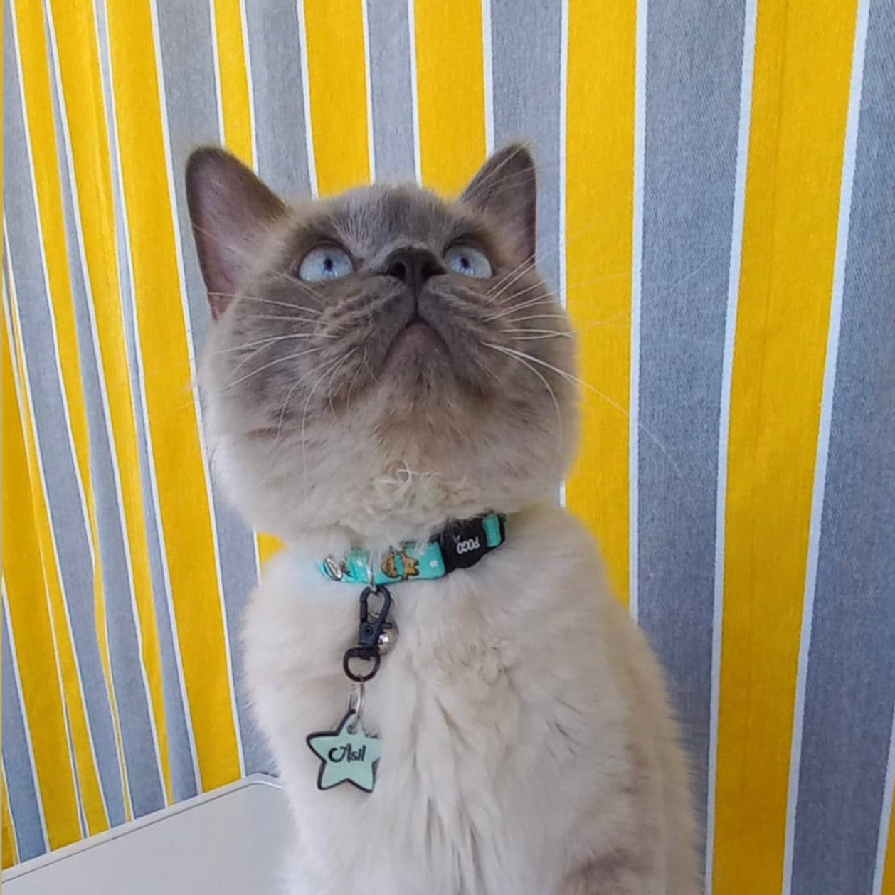 Lumi Yıldız Fosforlu | İsimlik