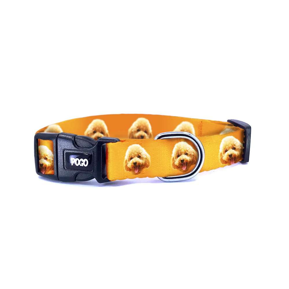 Poodle | Dog Collar