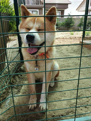 Akita Cinsi | Köpek İsimlik