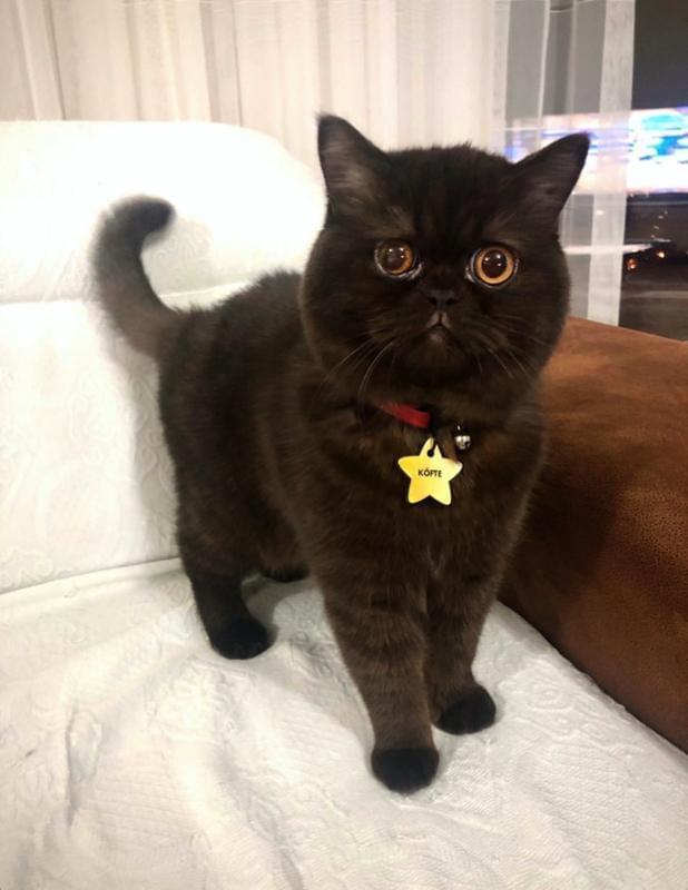 Altın Desenli 2 Yıldız | Kedi Köpek İsimlik