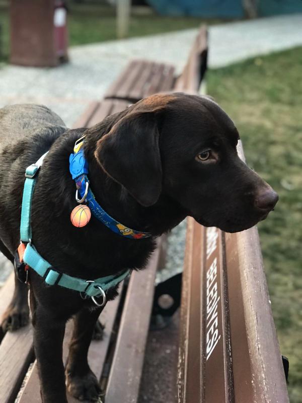 Basketbol Topu | Kedi Köpek İsimlik TF TagsForever