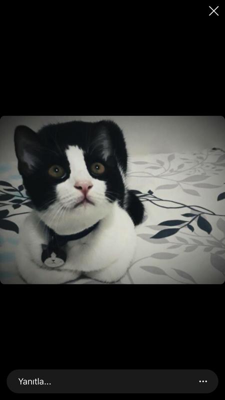 Cymric Kedi Cinsleri TagsForever