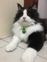 Alien | Kedi Köpek İsimlik