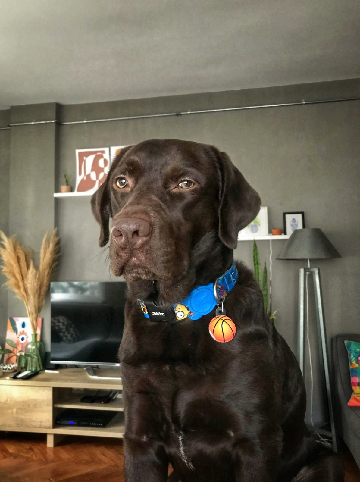 Basketbol Topu | Kedi Köpek İsimlik