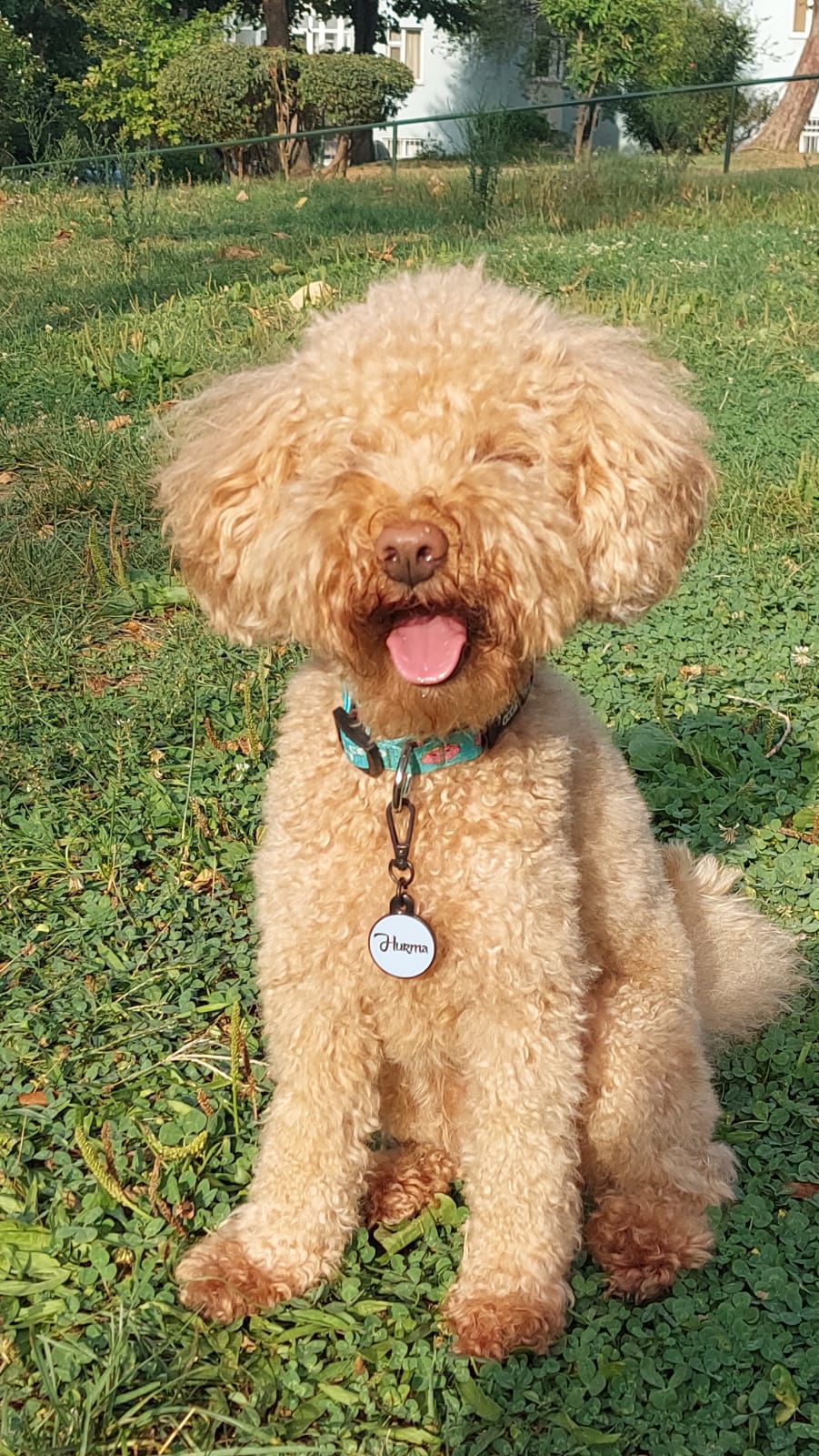 Donuts | Dog Collar