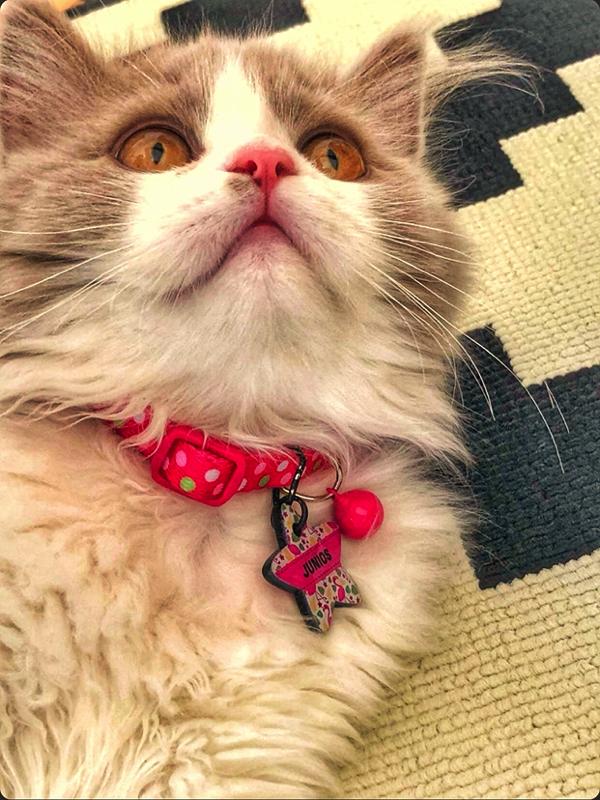 Flamingo Desenli Yıldız TFX TagsForever