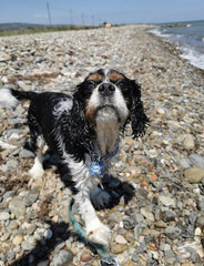 Dalga Desenli Yıldız TFX TagsForever