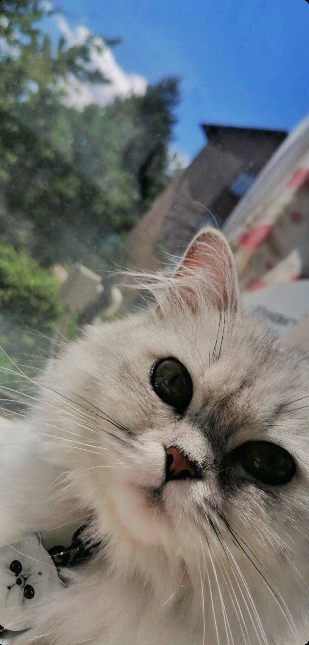 Chinchilla Kedi Cinsleri TagsForever