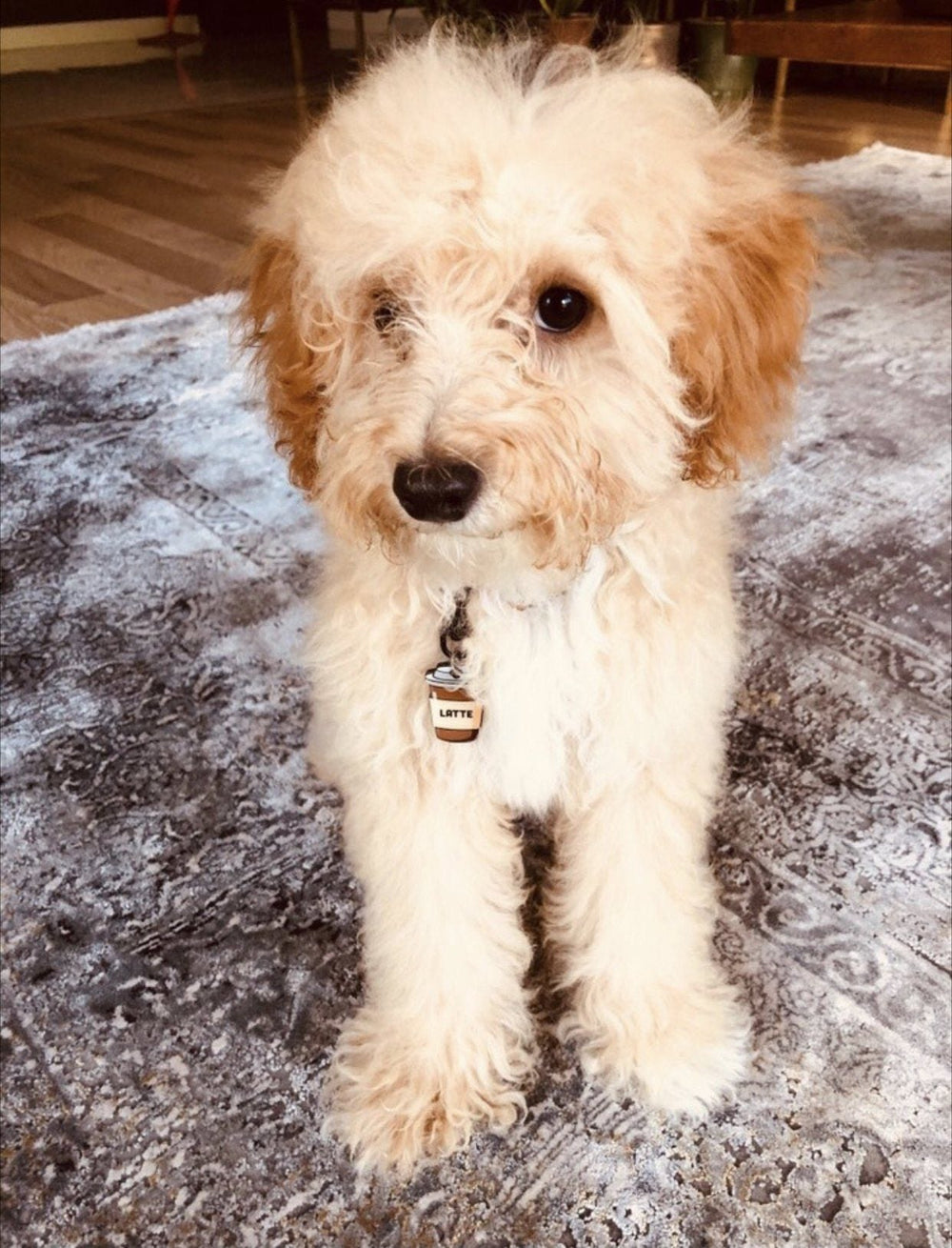 Karton Kahve Bardağı TF TagsForever