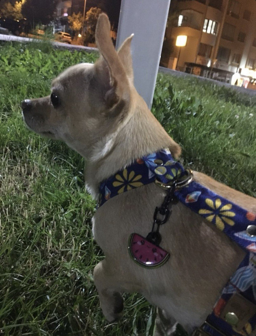 Karpuz Dilimi TF TagsForever