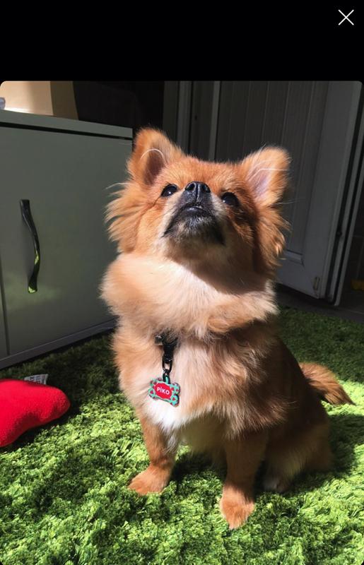 Karpuz Desenli Kemik TFX TagsForever