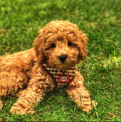 Kırmızı Yıldız Desenli Kemik TFX TagsForever