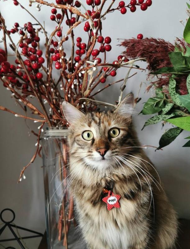 Kırmızı Desenli Yıldız TFX TagsForever