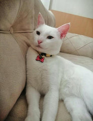 Kurdele TF TagsForever