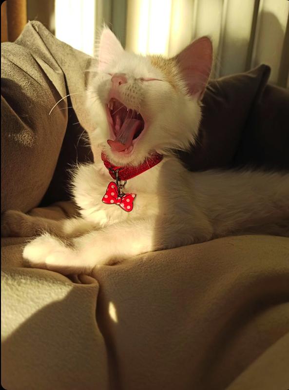 Kurdele TF TagsForever