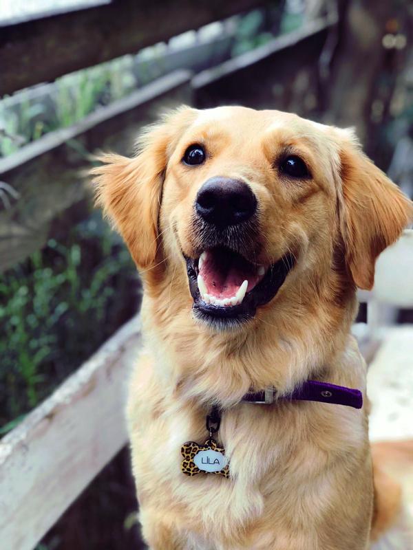 Leopar Desenli Kemik TFX TagsForever