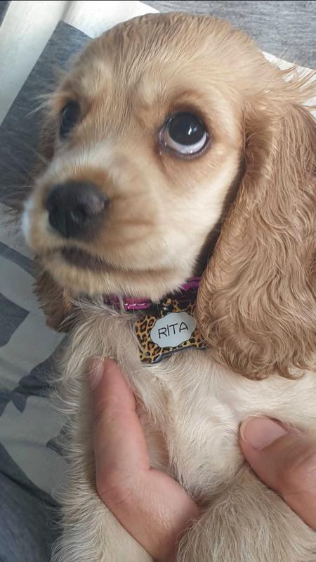 Leopar Desenli Kemik TFX TagsForever