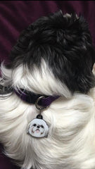 Maltese Terrier Köpek Cinsleri TagsForever