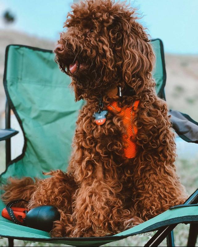 Mickey TF TagsForever