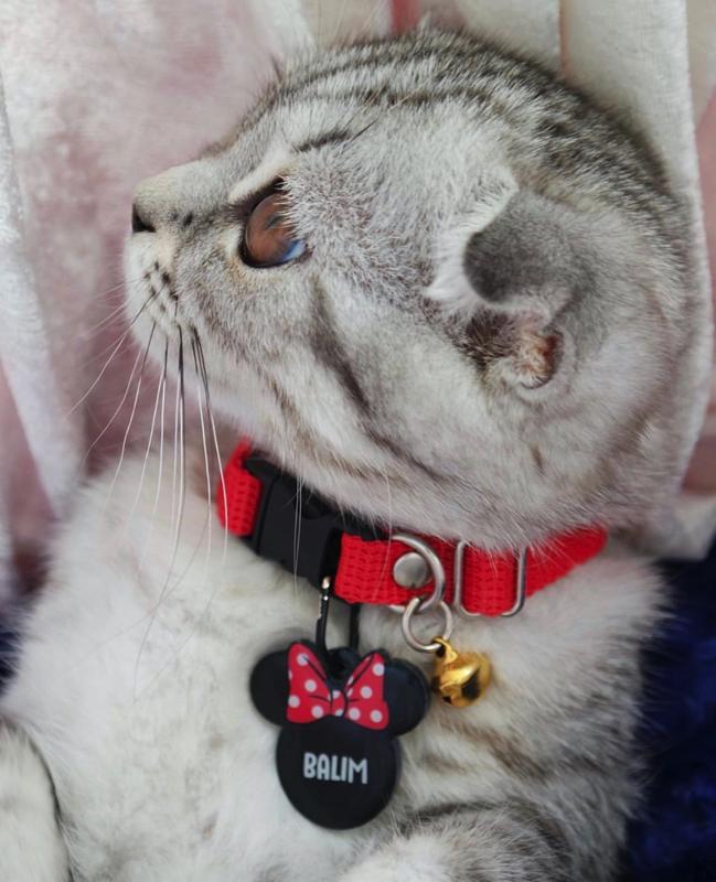 Minnie TF TagsForever